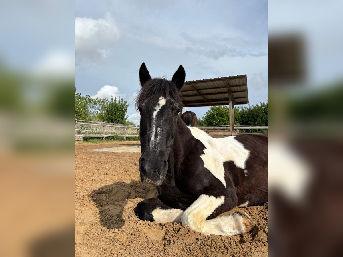 Tinker Mix Wallach 19 Jahre 150 cm Schecke in HannoverHankover