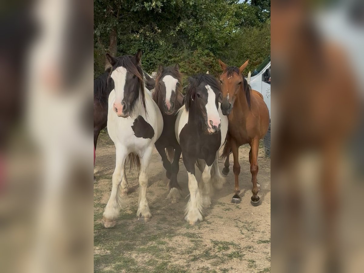 Tinker Wallach 2 Jahre 150 cm Schecke in Daleiden