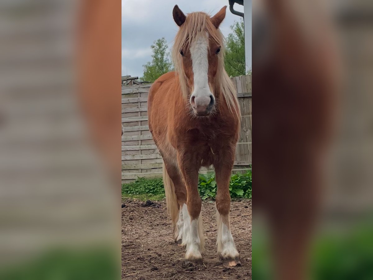 Tinker Wallach 3 Jahre 130 cm Hellbrauner in Norderstedt