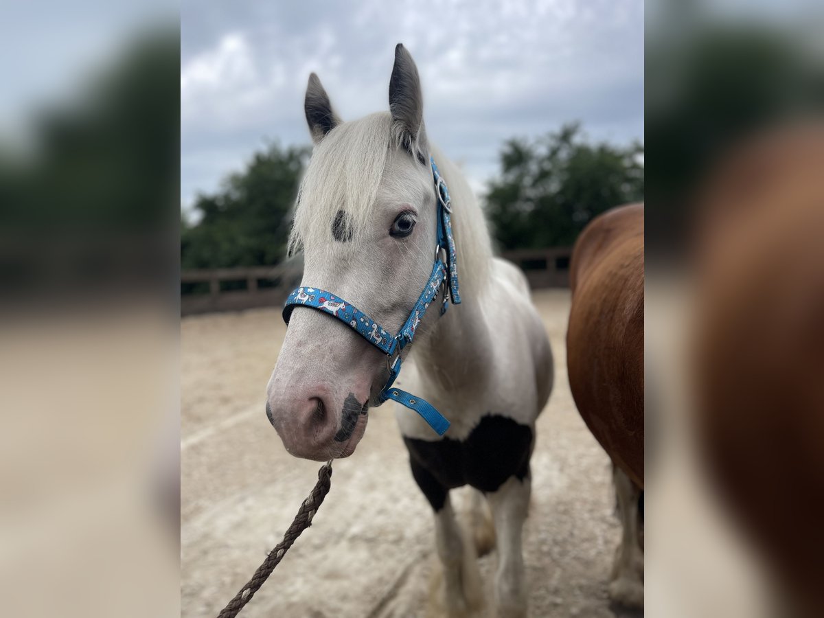 Tinker Wallach 3 Jahre 135 cm Schecke in Trebbin