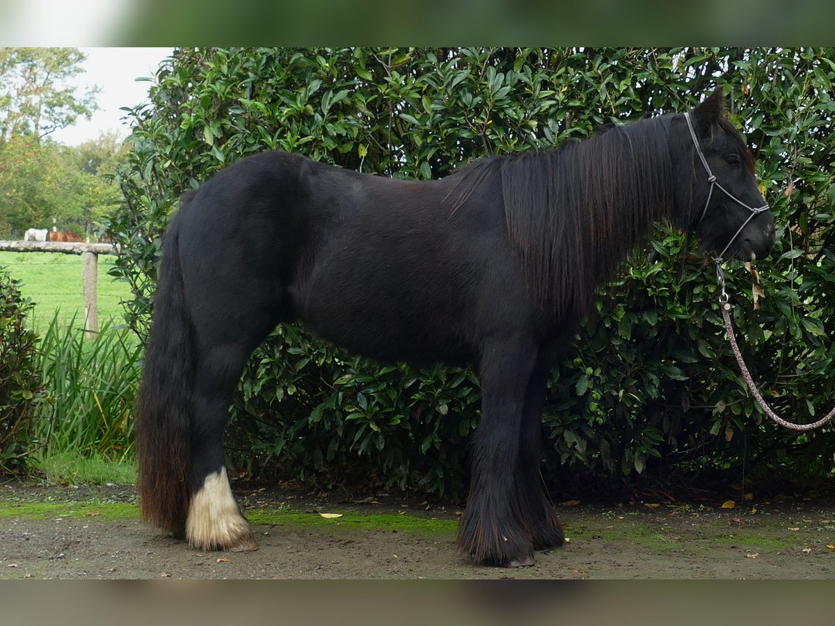 Tinker Wallach 3 Jahre 137 cm Rappe in Lathen