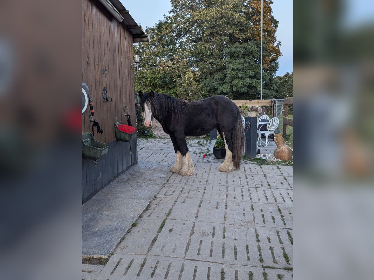 Tinker Wallach 3 Jahre 145 cm Schecke in Ahrensb&#xF6;k