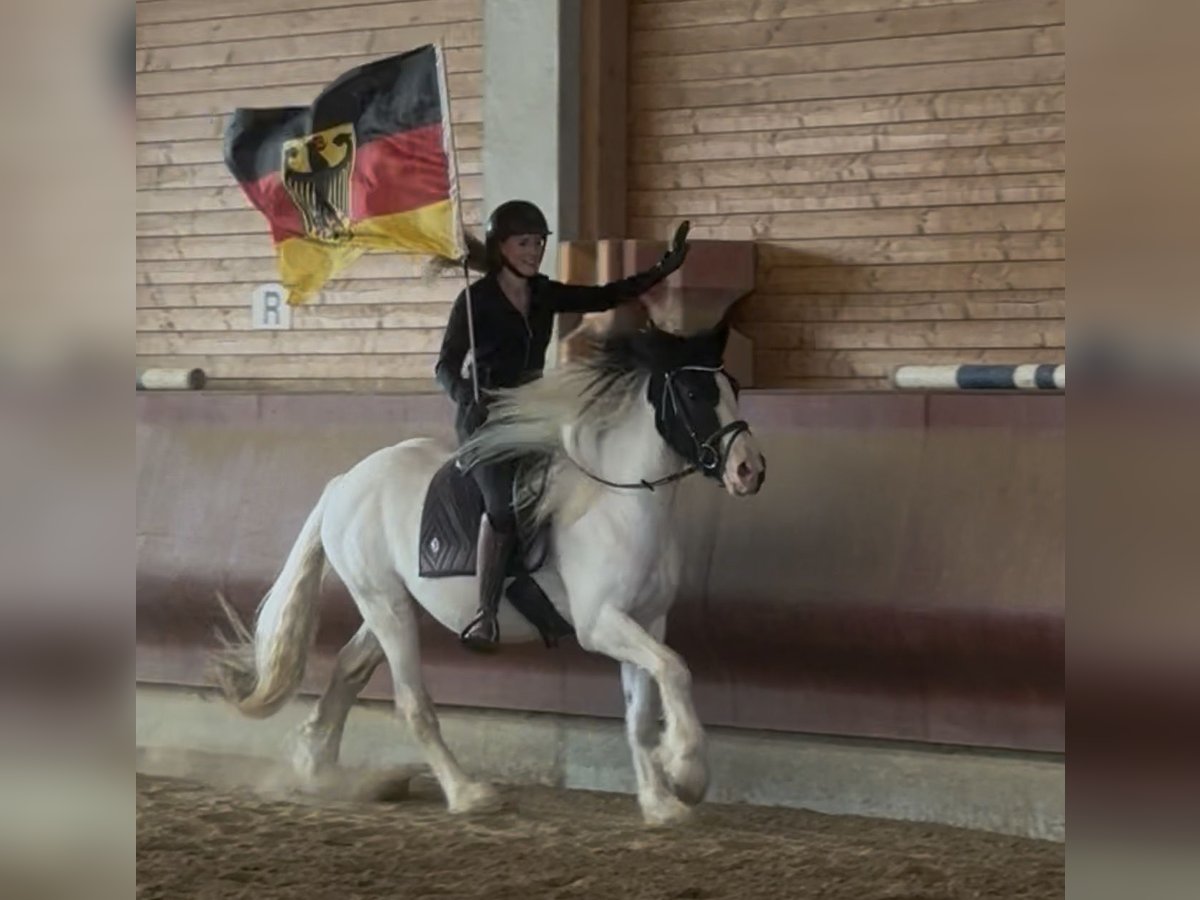 Tinker, Wallach in Achstetten