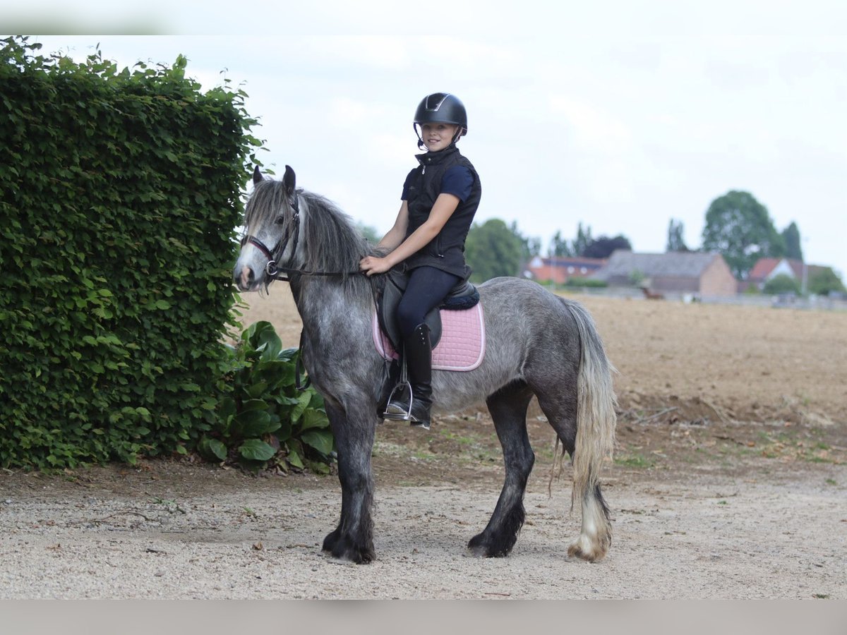 Tinker Wallach 4 Jahre 121 cm Apfelschimmel in Bogaarden