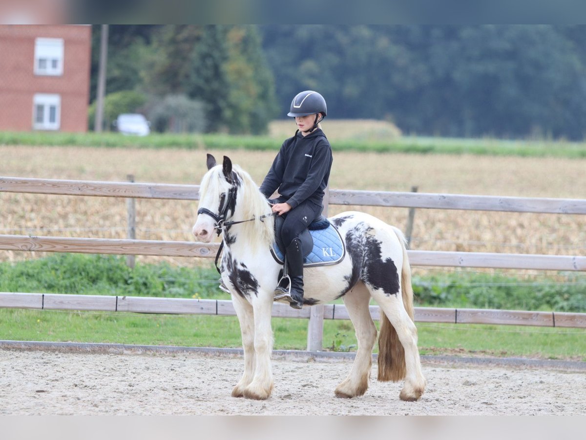 Tinker Wallach 4 Jahre 126 cm Schecke in Bogaarden