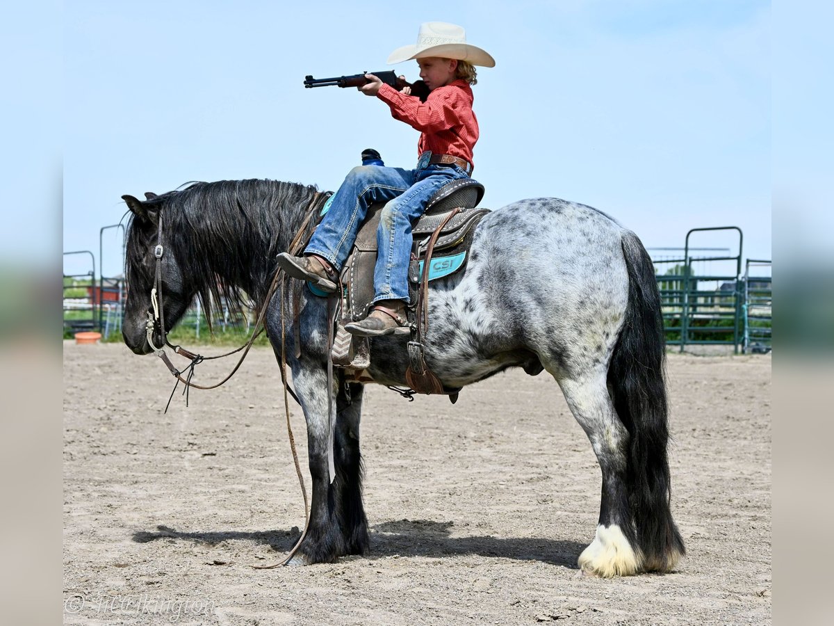 Tinker Mix Wallach 4 Jahre 130 cm Roan-Blue in Rigby, ID