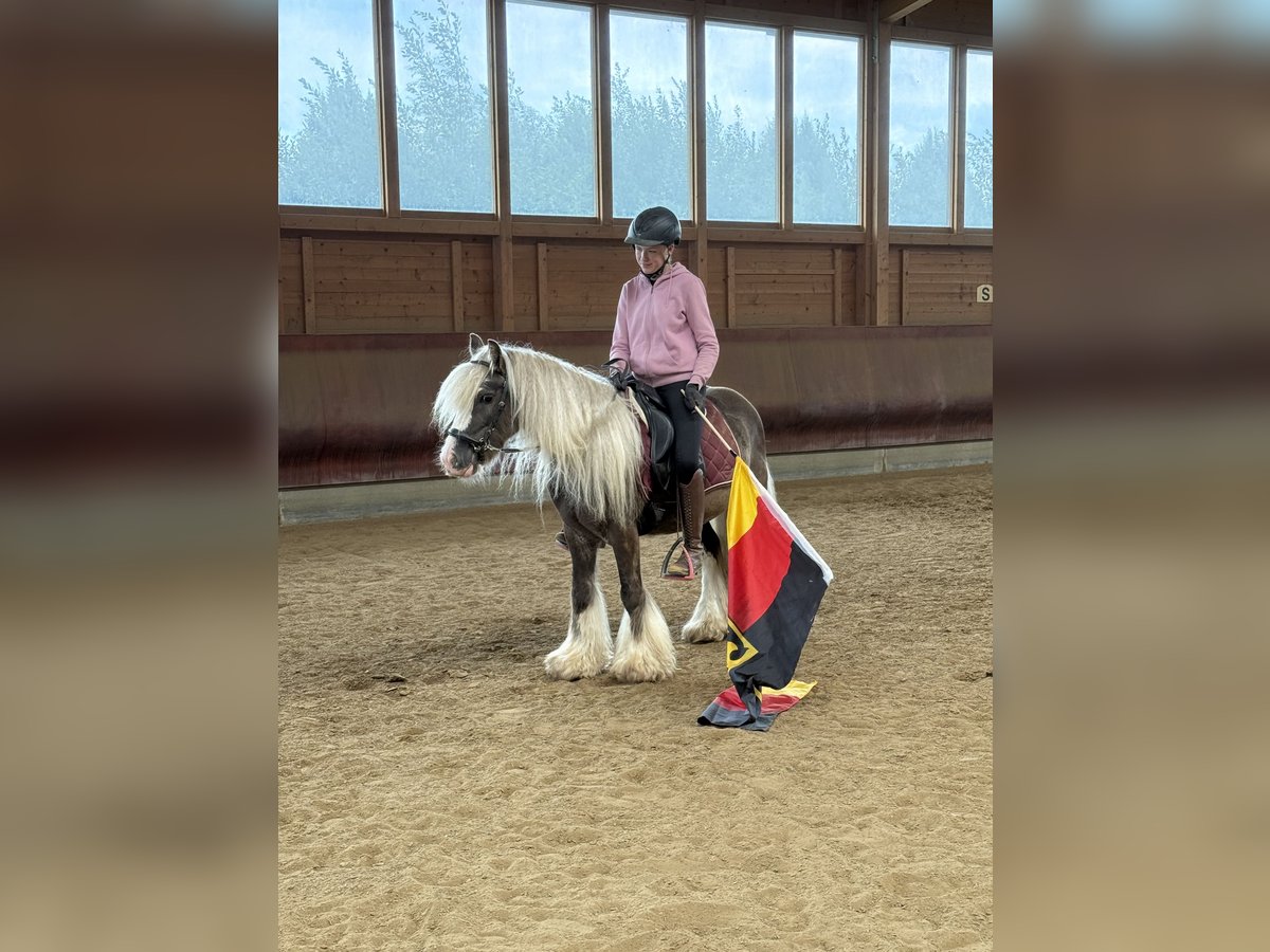 Tinker Wallach 4 Jahre 132 cm Dunkelfuchs in Achstetten