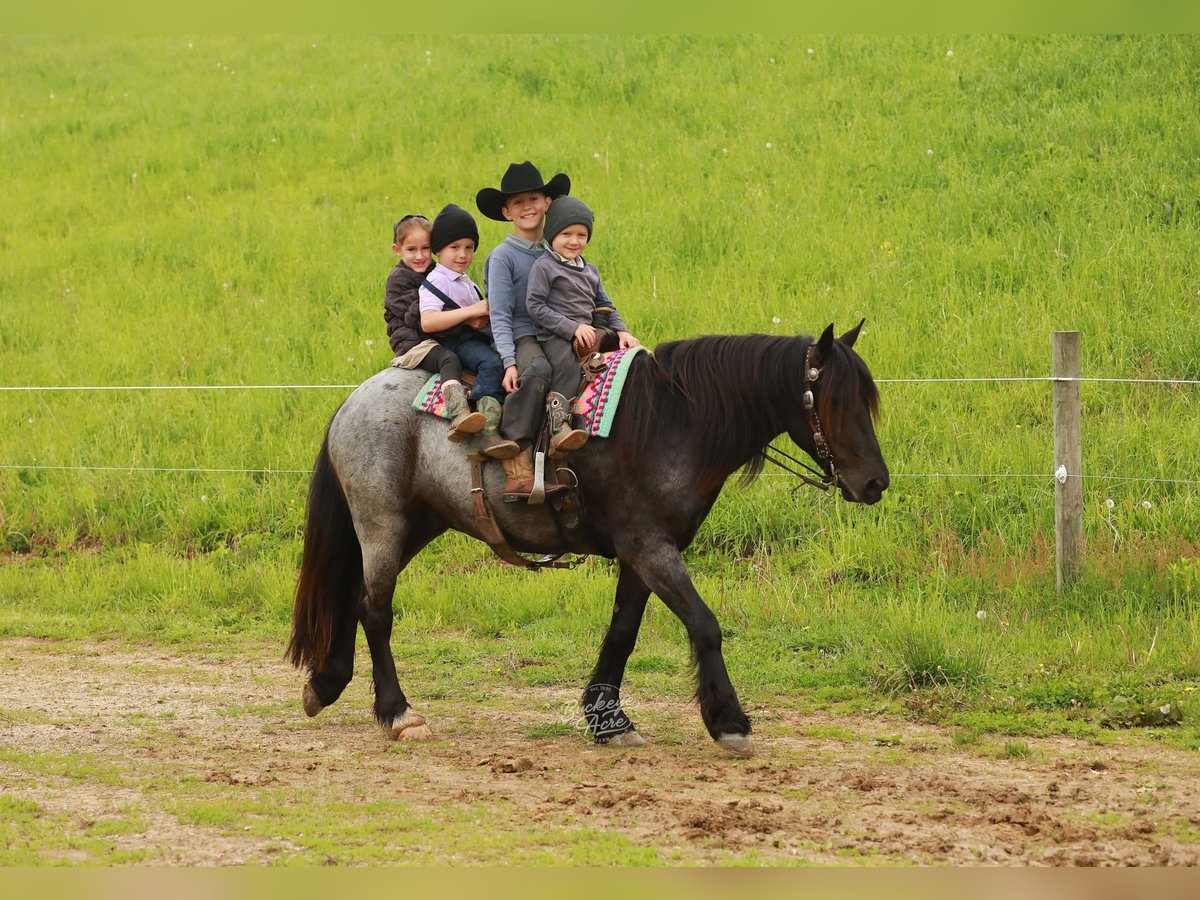 Tinker Mix Wallach 4 Jahre 137 cm Roan-Blue in Millersburg