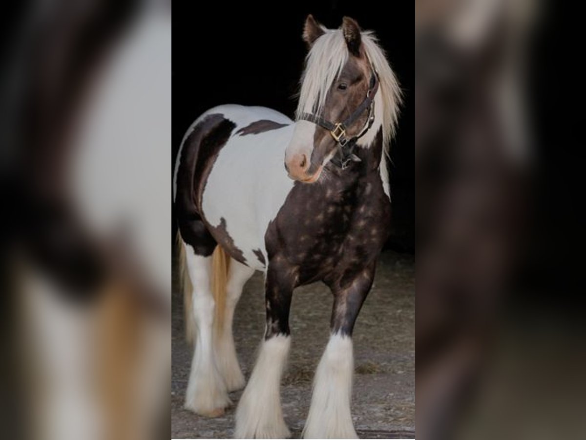 Tinker Wallach 4 Jahre 140 cm Schecke in New York