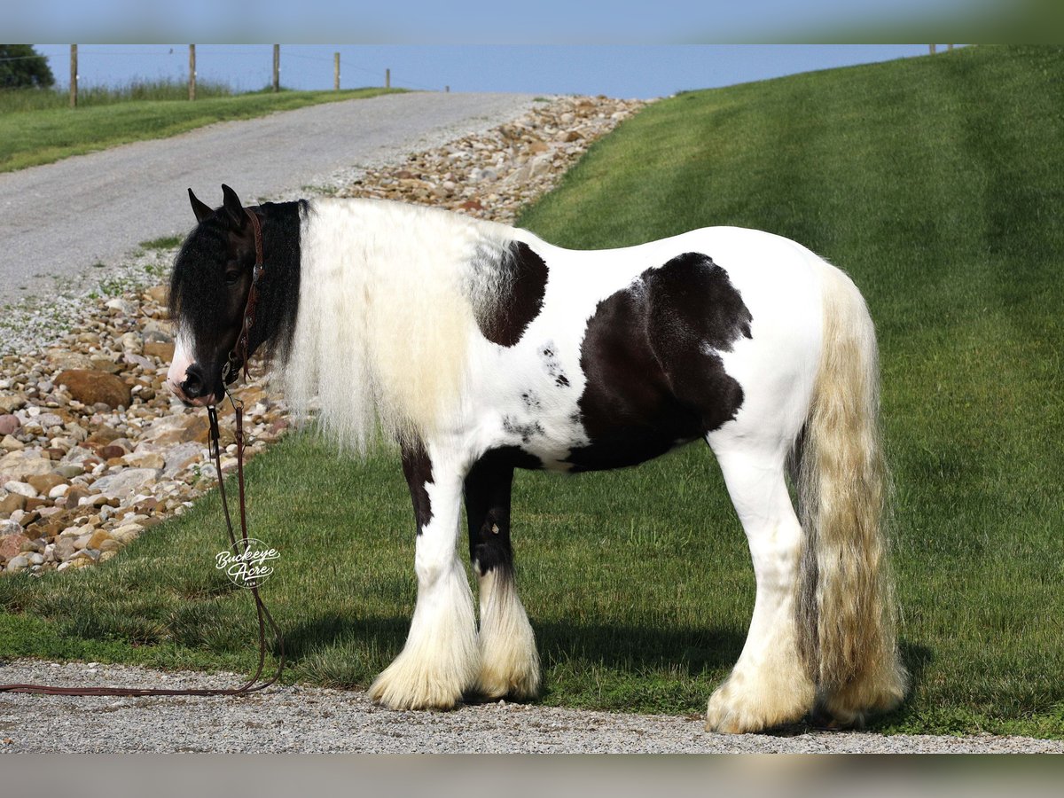 Tinker Wallach 4 Jahre 150 cm Tobiano-alle-Farben in Millersburg