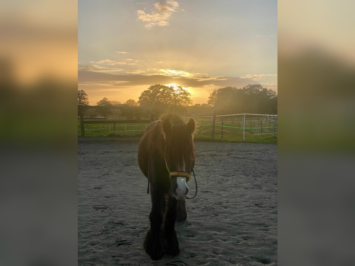 Tinker Wallach 5 Jahre 140 cm Schwarzbrauner in Norderstedt