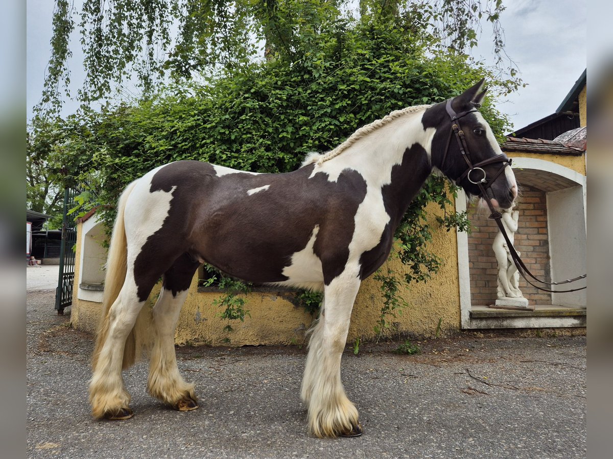 Tinker Wallach 5 Jahre 146 cm Schecke in Enns