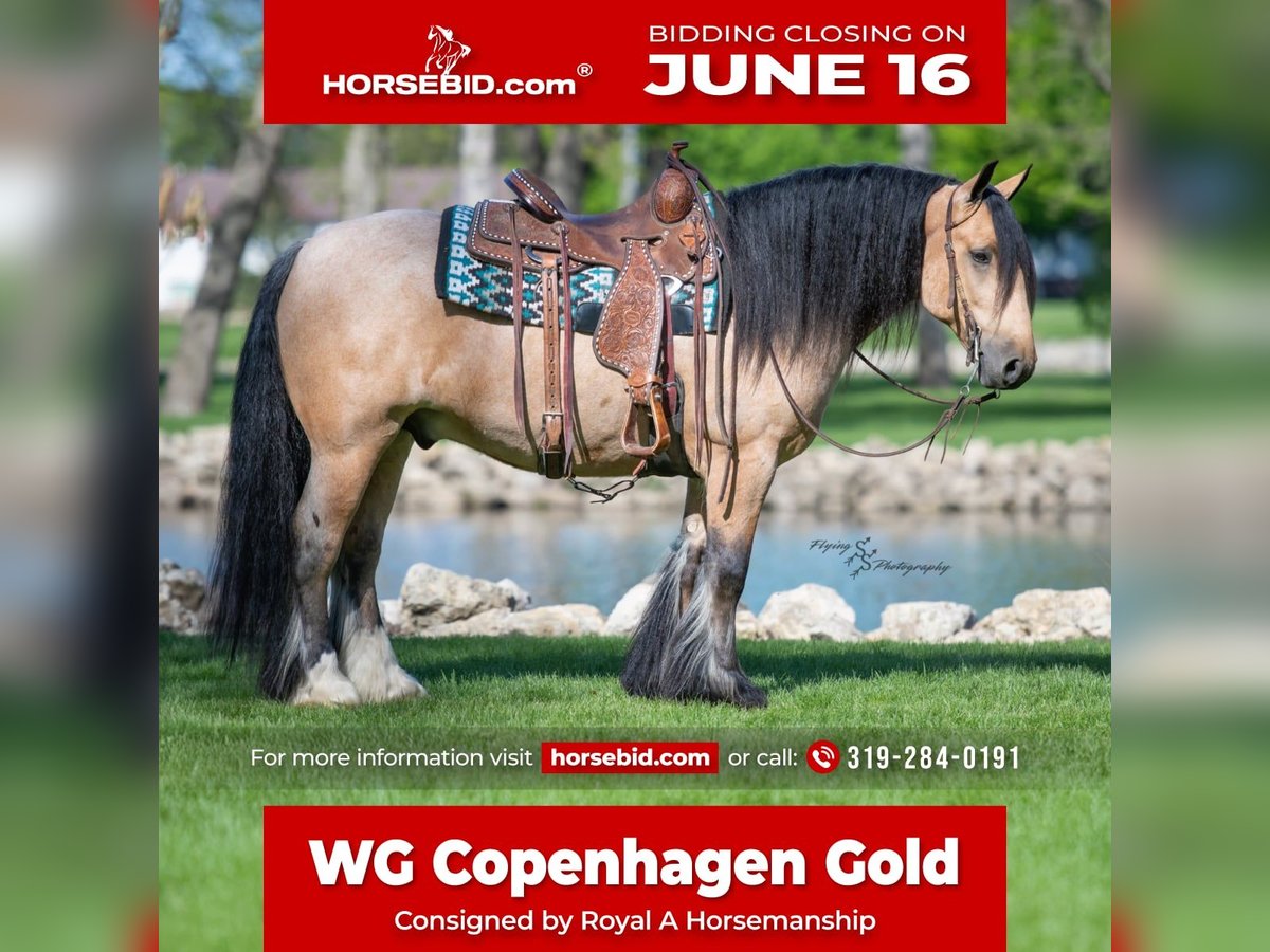 Tinker Wallach 5 Jahre Buckskin in Hazleton, IA