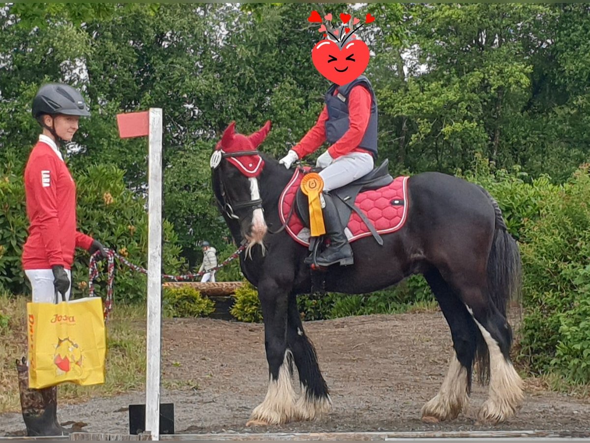 Tinker Wallach 6 Jahre 130 cm Rappe in Esens