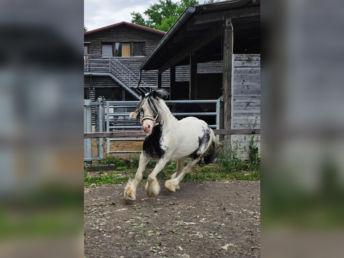 Tinker Wallach 6 Jahre 130 cm Schecke in Klingenberg am Main