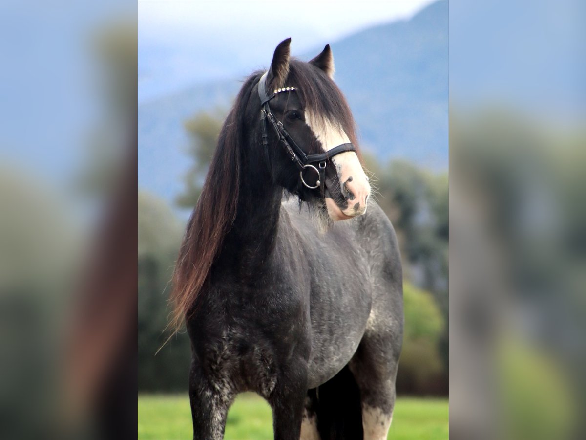 Tinker Wallach 6 Jahre 143 cm Sabino in Kirchbichl