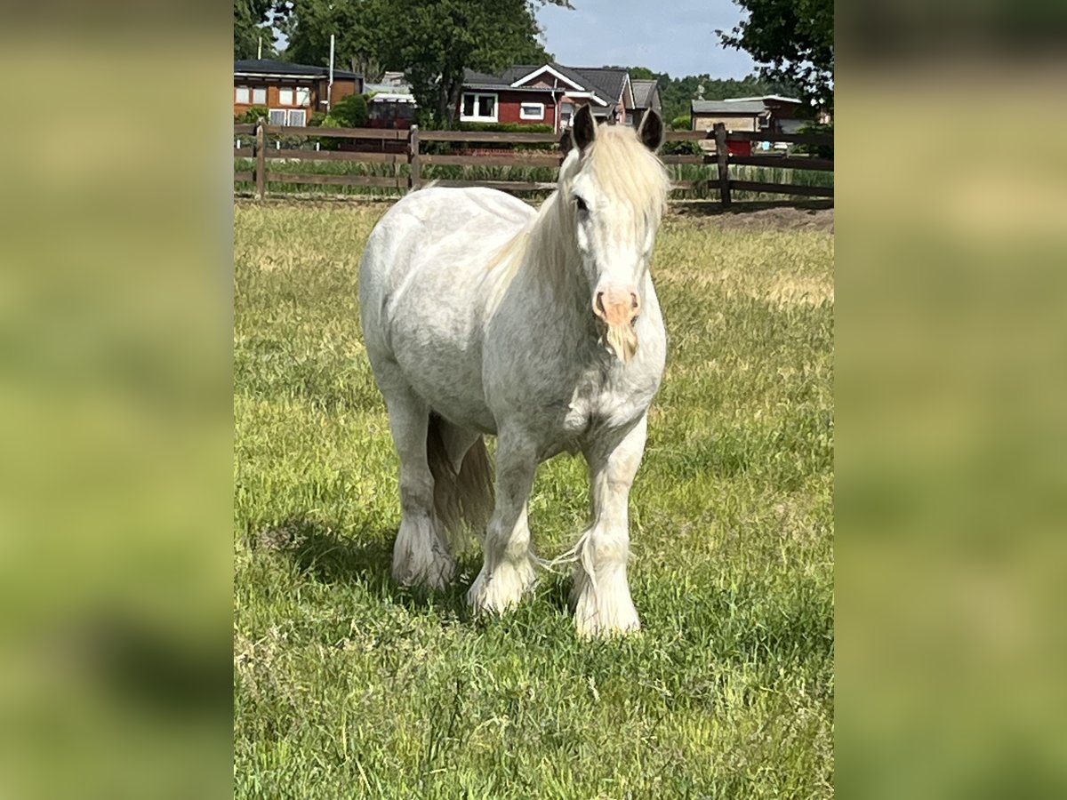 Tinker Wallach 6 Jahre 148 cm Sabino in Lathen