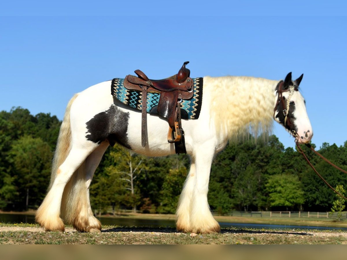 Tinker Wallach 6 Jahre 152 cm Dunkelbrauner in Liverpool