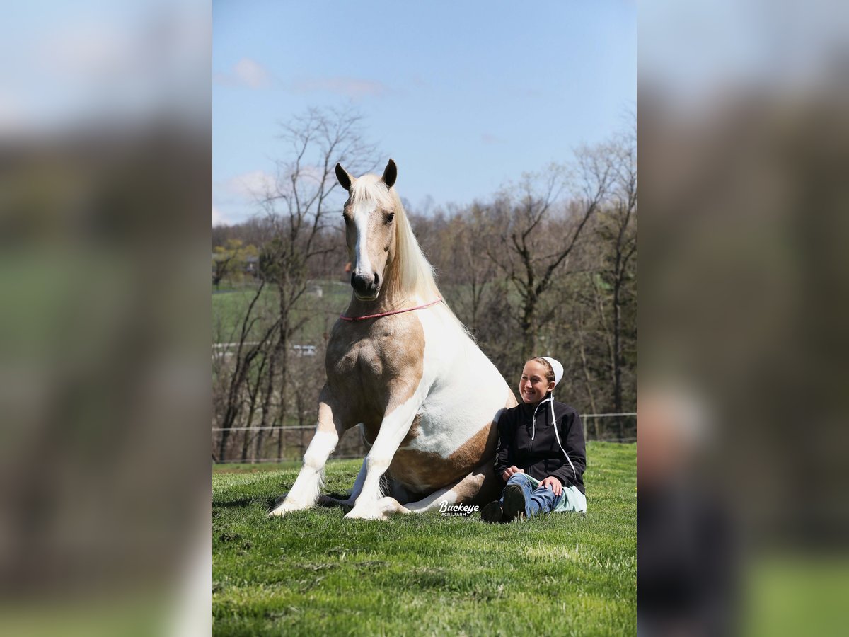 Tinker Mix Wallach 6 Jahre 152 cm Tobiano-alle-Farben in Millersburg