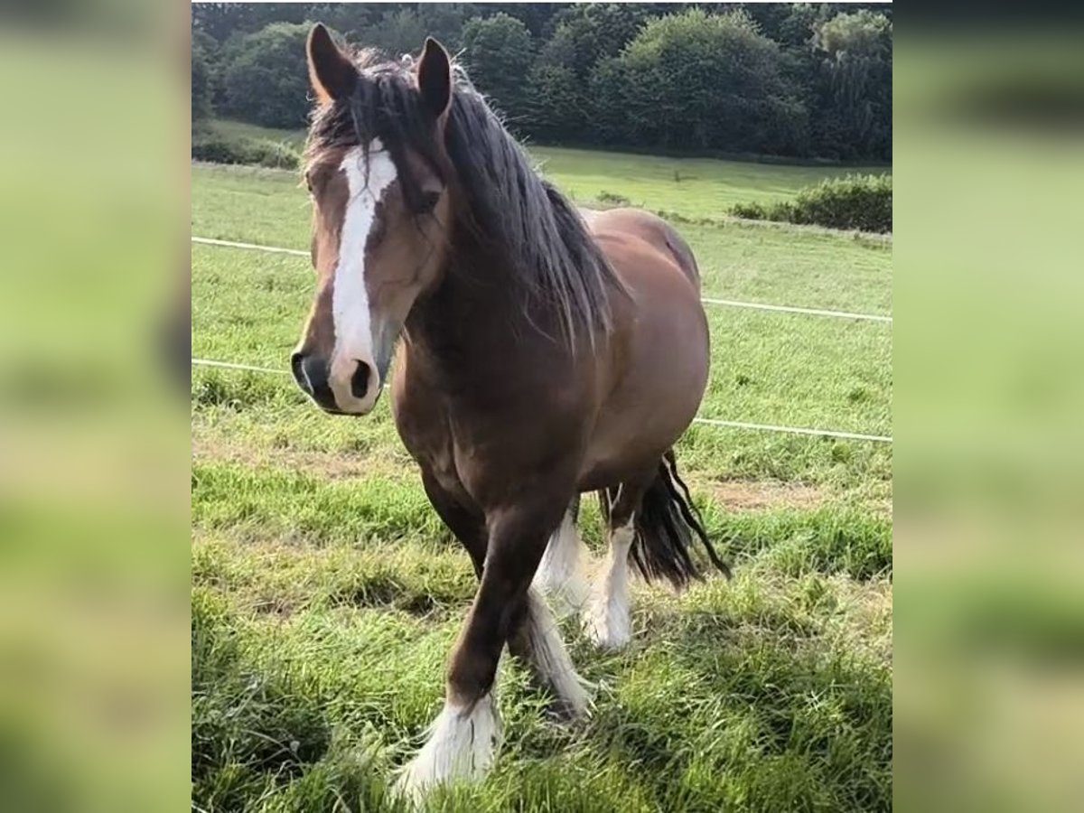 Tinker Wallach 6 Jahre 155 cm Brauner in Gro&#xDF;almerode