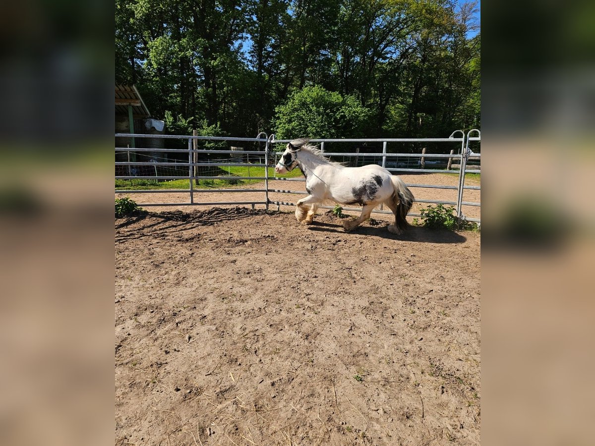 Tinker Wallach 6 Jahre Schecke in Eschau