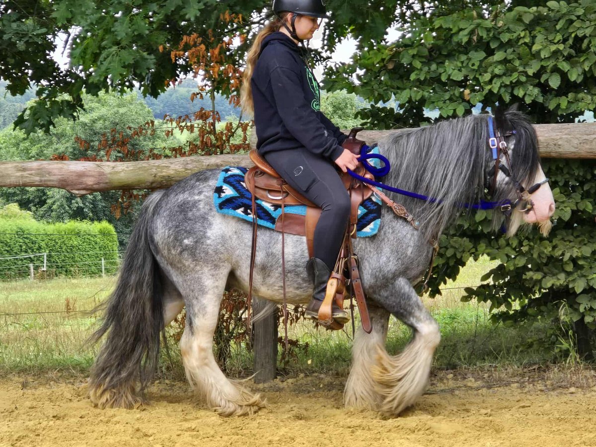 Tinker Wallach 7 Jahre 135 cm in Linkenbach