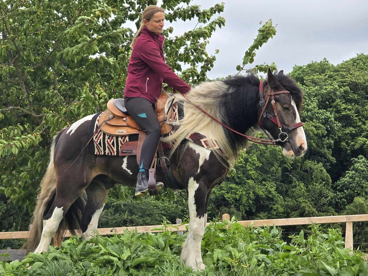 Tinker Mix Wallach 7 Jahre 154 cm Schecke in Linkenbach