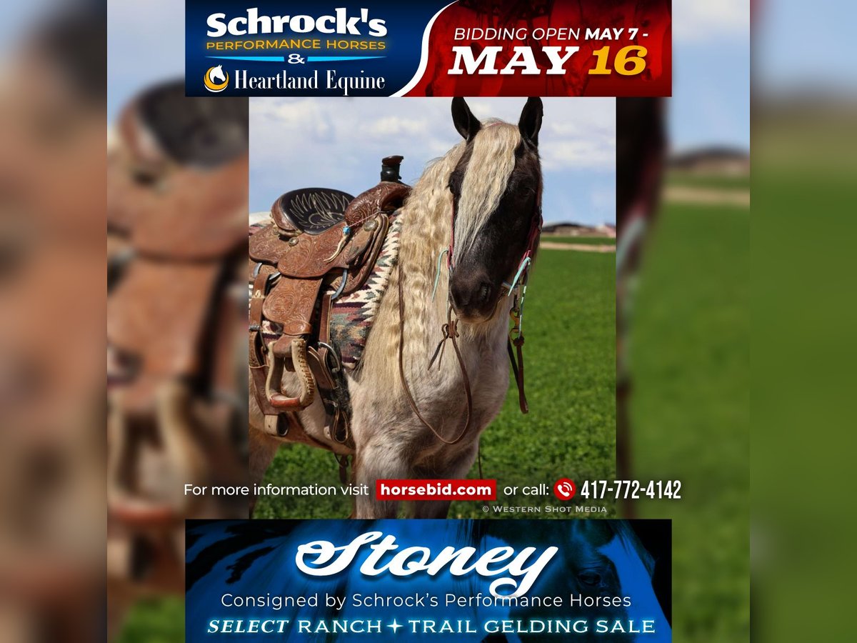 Tinker Mix Wallach 8 Jahre 127 cm Schimmel in Buckeye, AZ