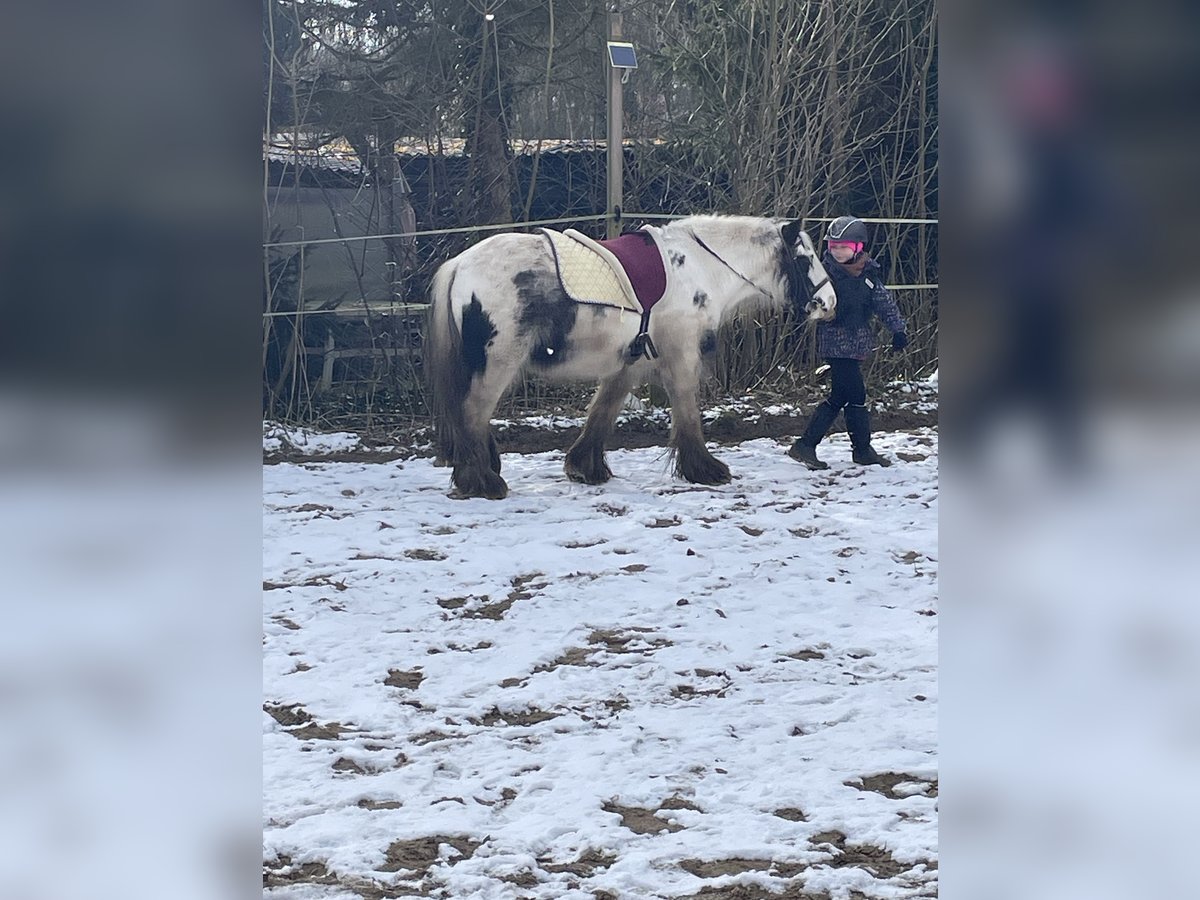Tinker Wallach 8 Jahre 135 cm Schecke in Norderstedt