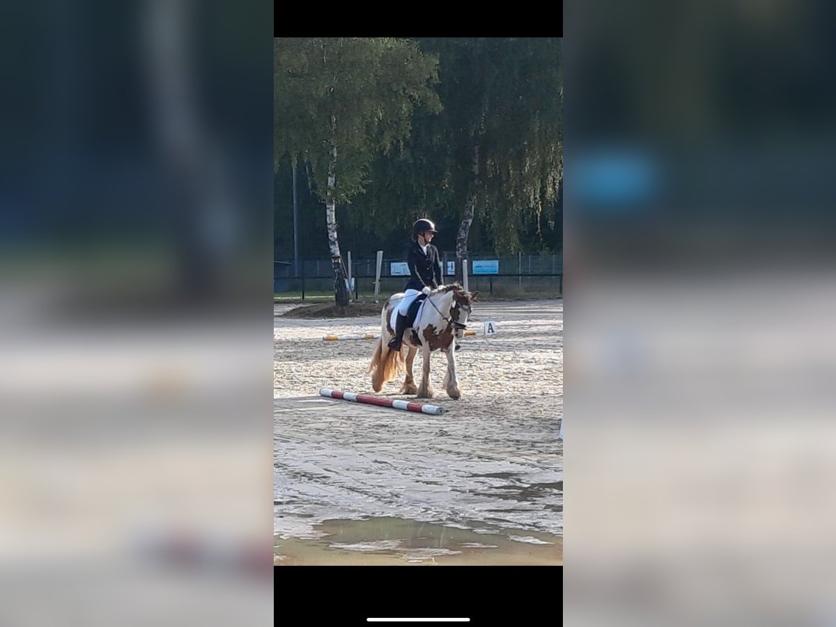 Tinker Wallach 8 Jahre 138 cm Schecke in KoblenzKoblenz