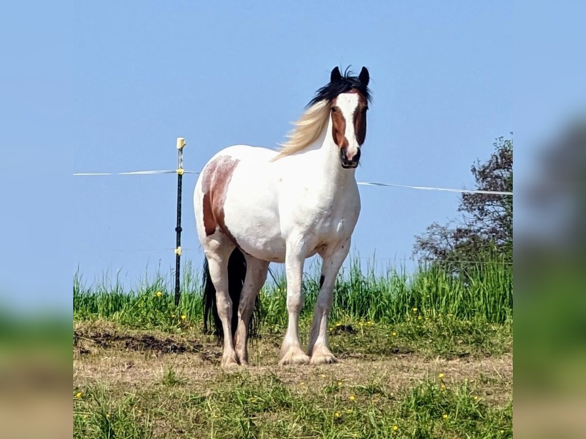Tinker Mix Wallach 8 Jahre 143 cm Schecke in Mügeln