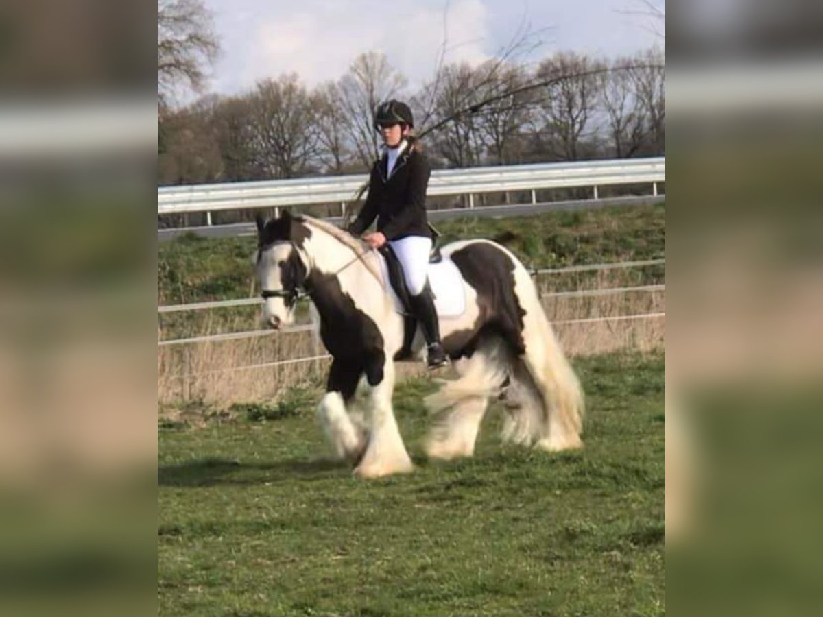 Tinker Wallach 8 Jahre 150 cm Schecke in Dalerveen