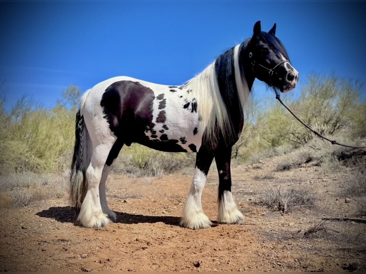 Tinker Wallach 8 Jahre 152 cm Schecke in Phoenix