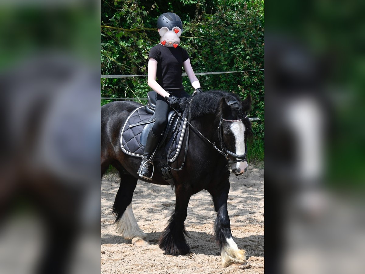 Tinker Wallach 9 Jahre 132 cm Rappe in Groß-Umstadt