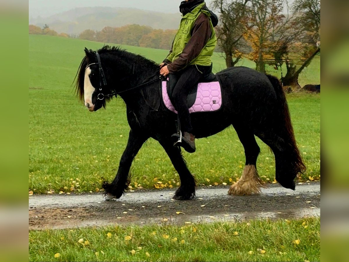 Tinker Yegua 12 años 146 cm Negro in Blankenheim