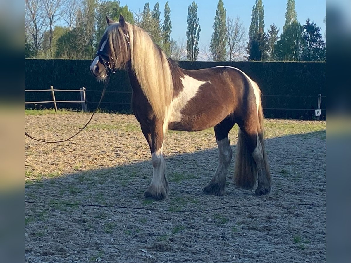 Tinker Yegua 3 años 138 cm Morcillo in Apeldoorn