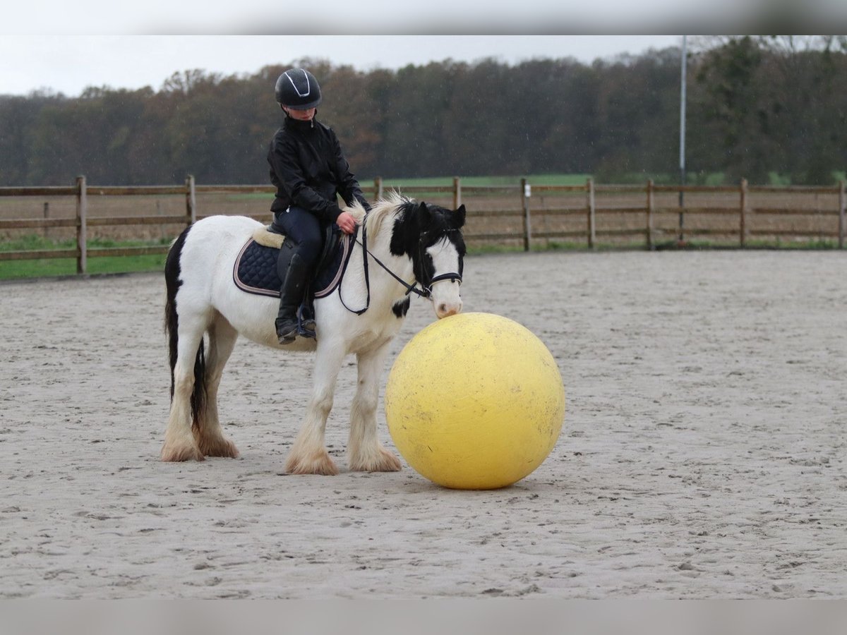 Tinker Yegua 4 años 126 cm Pío in Bogaarden