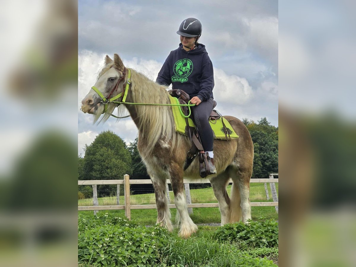 Tinker Yegua 6 años Palomino in Linkenbach