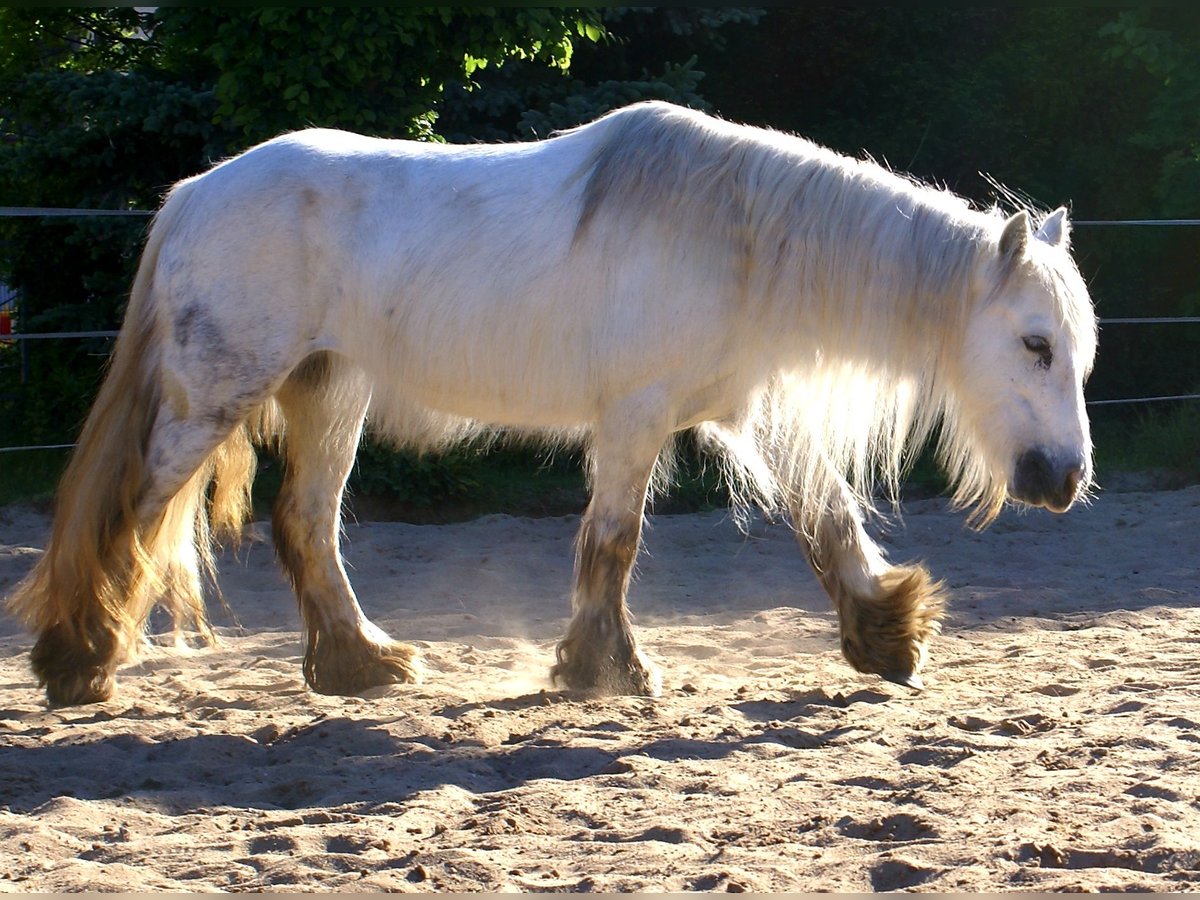 Tinker Yegua 7 años 130 cm Tordo in Velpke