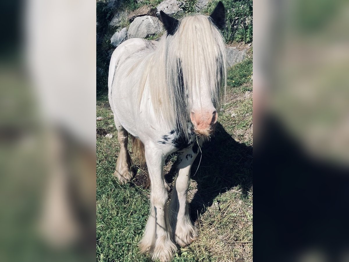 Tinker Mestizo Yegua 8 años 135 cm Pío in Sta. Maria Val M&#xFC;stair