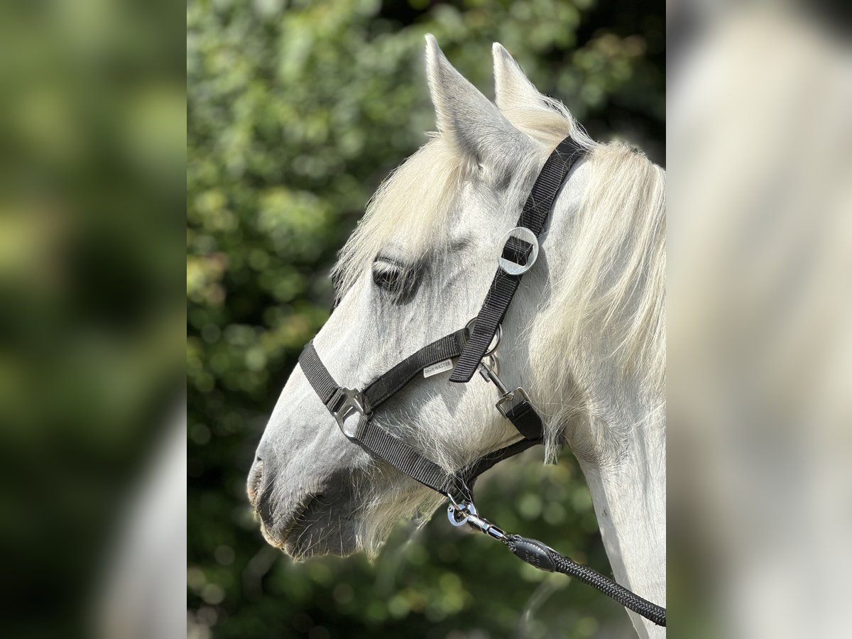 Tinkerhäst Sto 13 år 140 cm Grå in Wuppertal