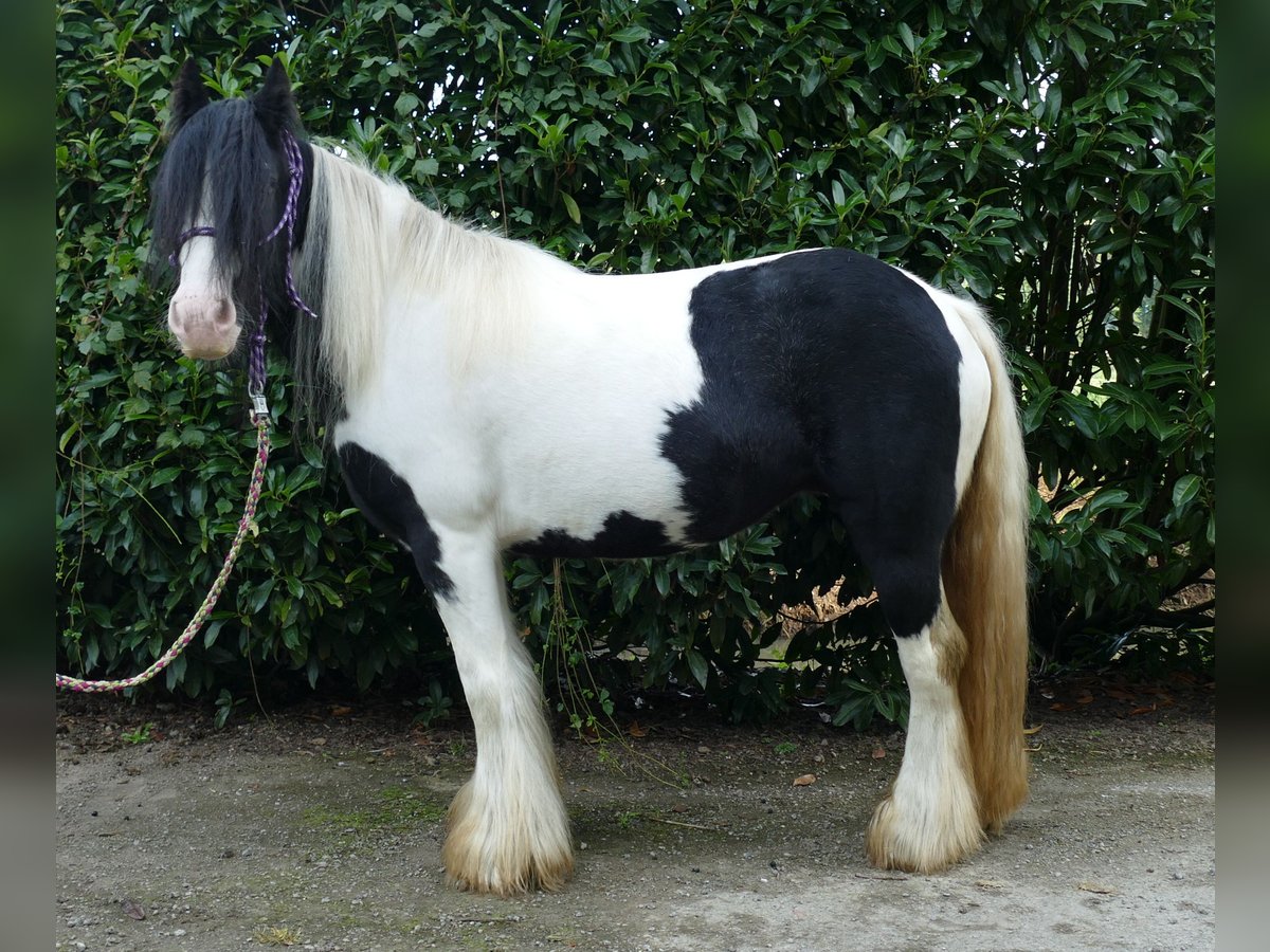 Tinkerhäst Sto 6 år 132 cm Pinto in Lathen