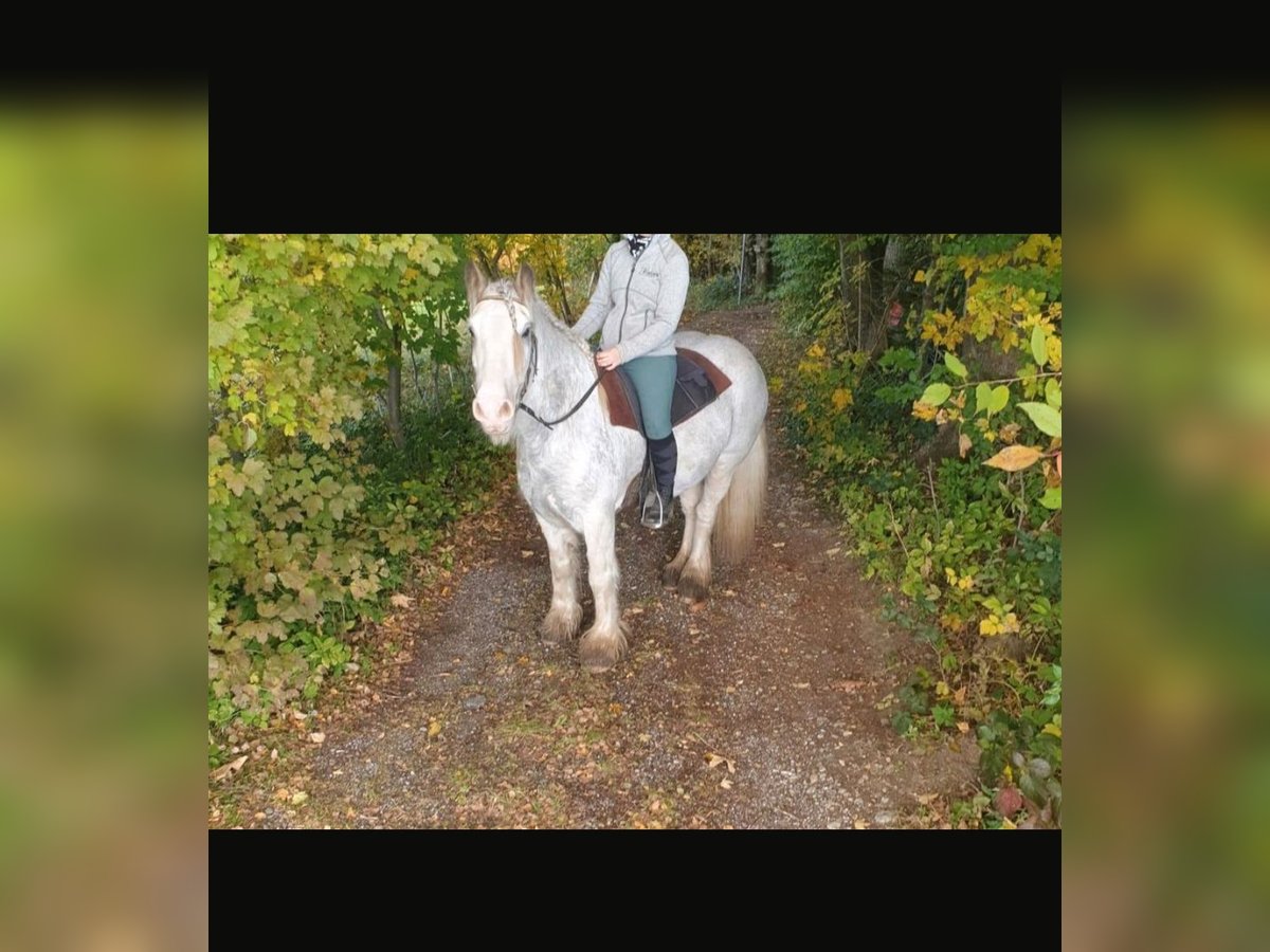 Tinkerhäst Valack 14 år 140 cm Gråskimmel in Amerang