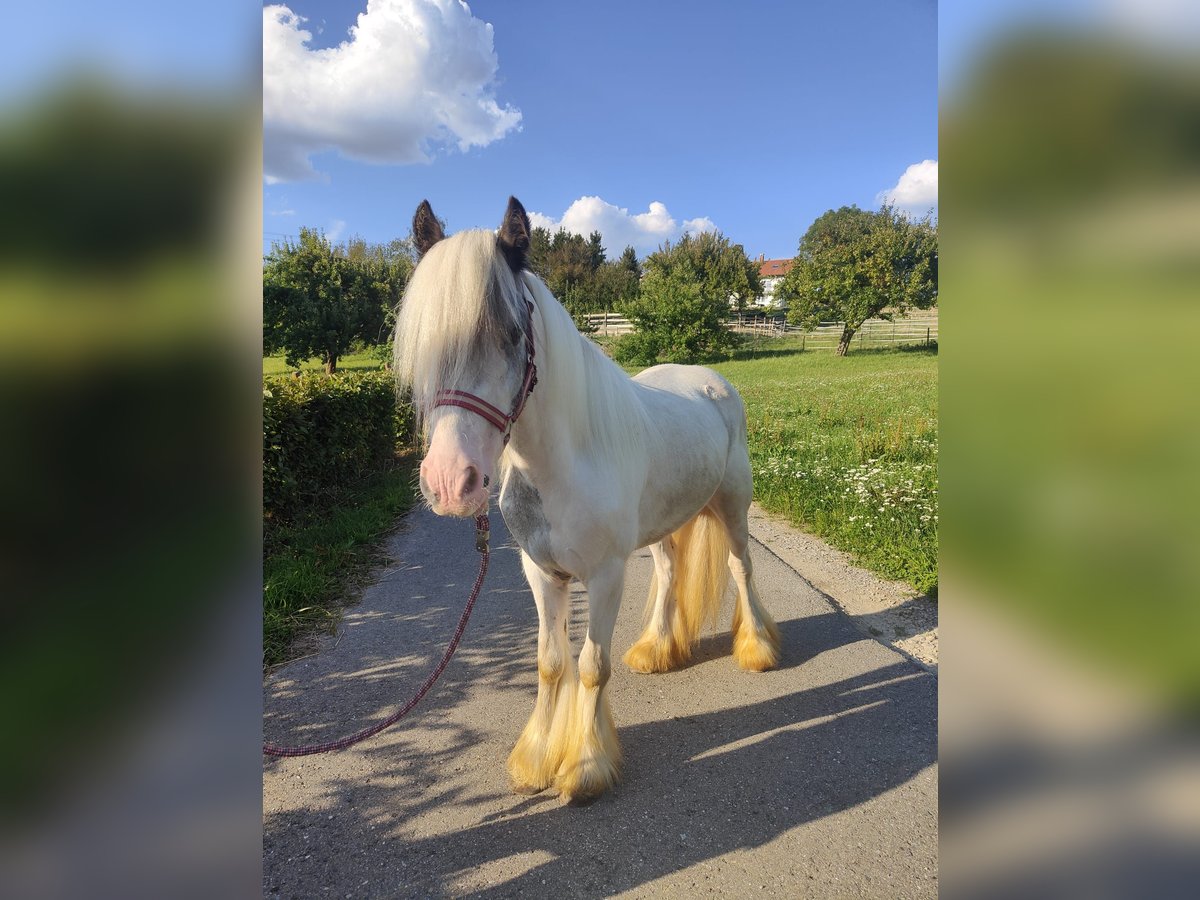 Tinkerhäst Valack 3 år 122 cm Grå in Donaueschingen