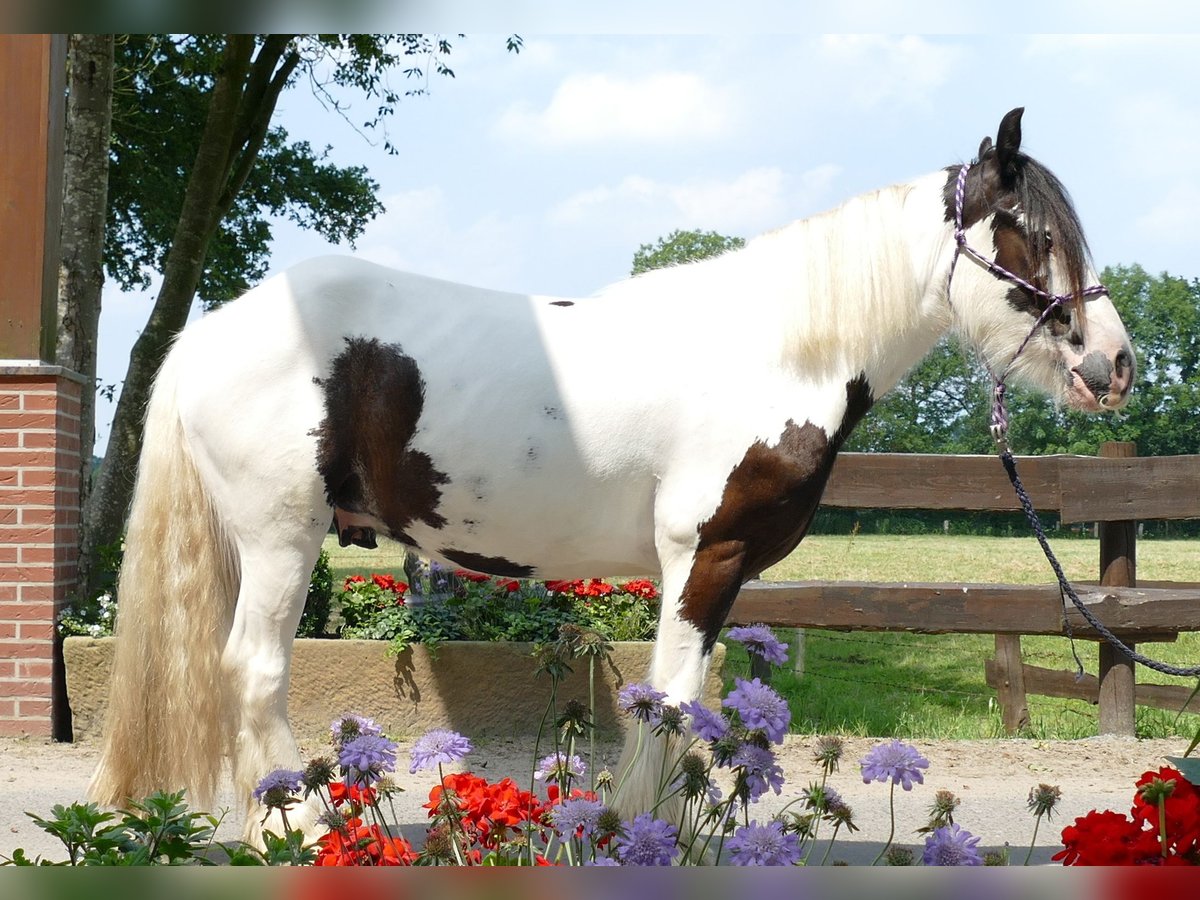 Tinkerhäst Valack 3 år 141 cm Pinto in Lathen