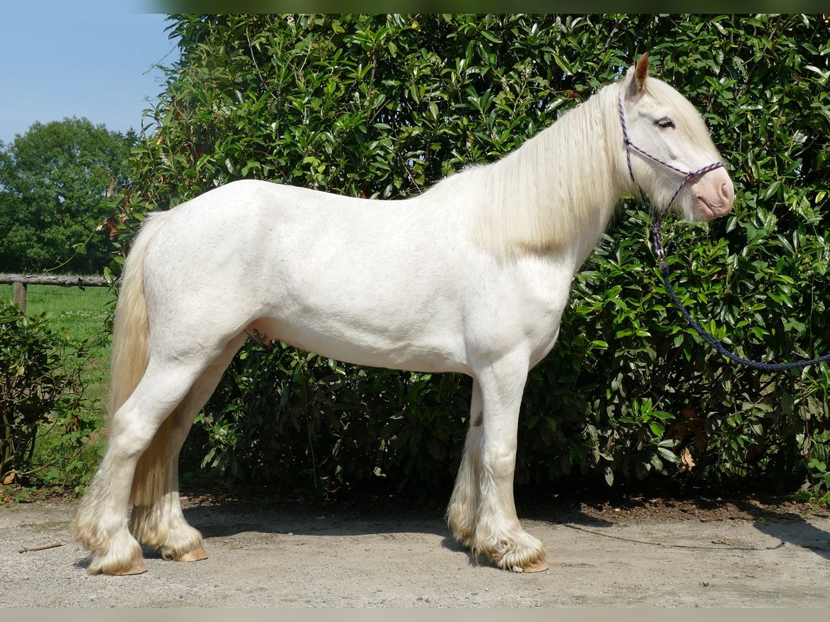 Tinkerhäst Valack 3 år 146 cm Grå in Lathen