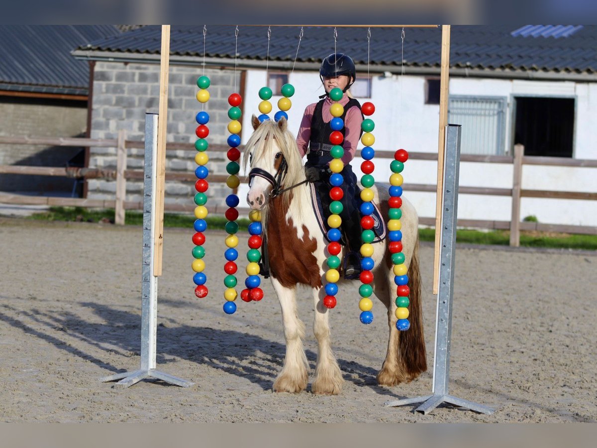 Tinkerhäst Valack 4 år 124 cm Pinto in Bogaarden