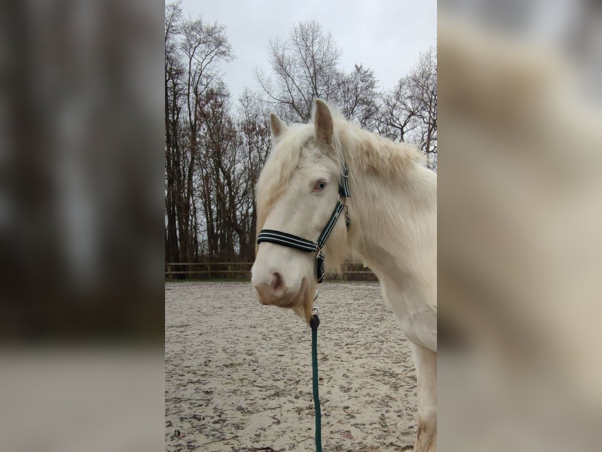 Tinkerhäst Valack 6 år 140 cm Cremello in Kluse