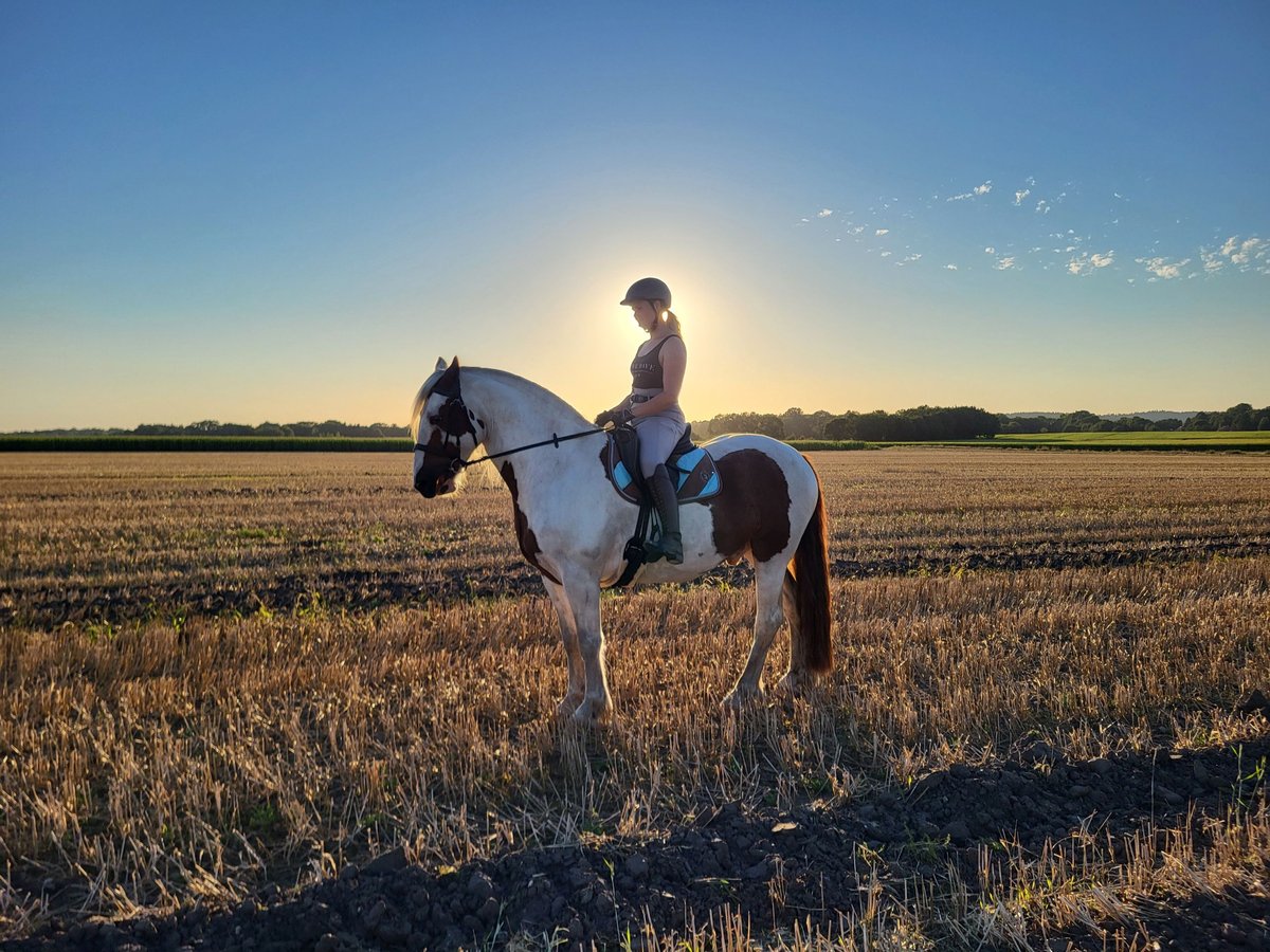 Tinkerhäst Blandning Valack 7 år 160 cm Pinto in Himmelpforten