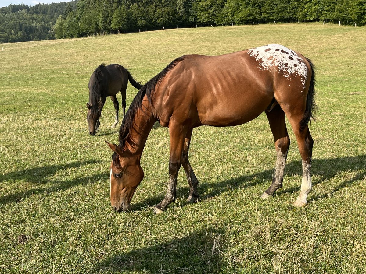 Tjeckiskt varmblod Hingst 1 år 165 cm Leopard-Piebald in Novy Jicin